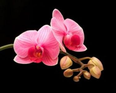 Отдушка Орхидея-Ваниль