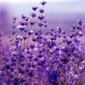 Лаванды цветки, ароматическое масло Lavender Flowers, 10 мл.