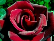 Бархатная роза, отдушка, 10 мл.