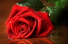 Роза красная, отдушка, 10 мл.