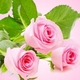 Розы свежесрезанные, ароматическое масло Fresh Cut Roses, 10 мл.